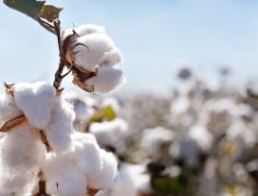Burdekin Cotton